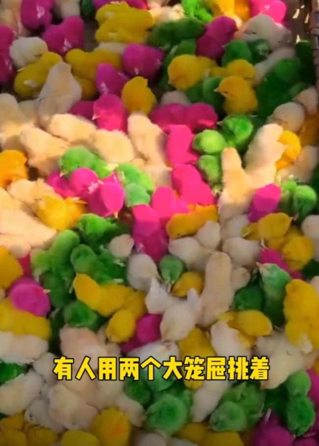 莫言回山东老家赶大集 感受社会进步与发展
