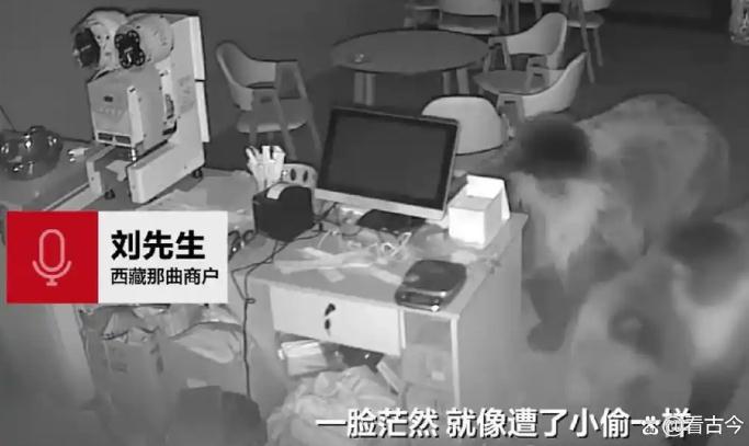 三头熊夜闯奶茶店 扛出一桶油喝光