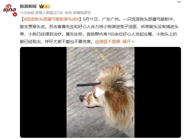 流浪狗头部遭弓箭射穿头皮