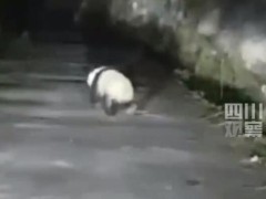 男子遇夜跑大熊猫一开始以为是猪 具体情况是怎么样？