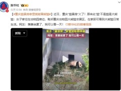重庆猫景房家里就能看熊猫  引起网友热议！