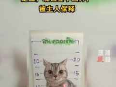 泰国猫咪袭警被捕超萌入狱照走红 现场画面曝光！