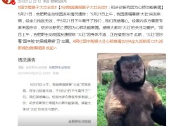 动物园通报猴子大壮去世 初步诊断死亡原因为心肺功能衰竭！（图）