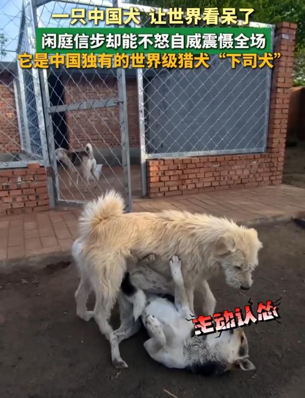中国下司犬外网爆火 被称为中国狗王