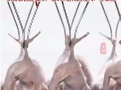 活鸭20元一斤，烤鸭为何20多元一只 这是什么情况？