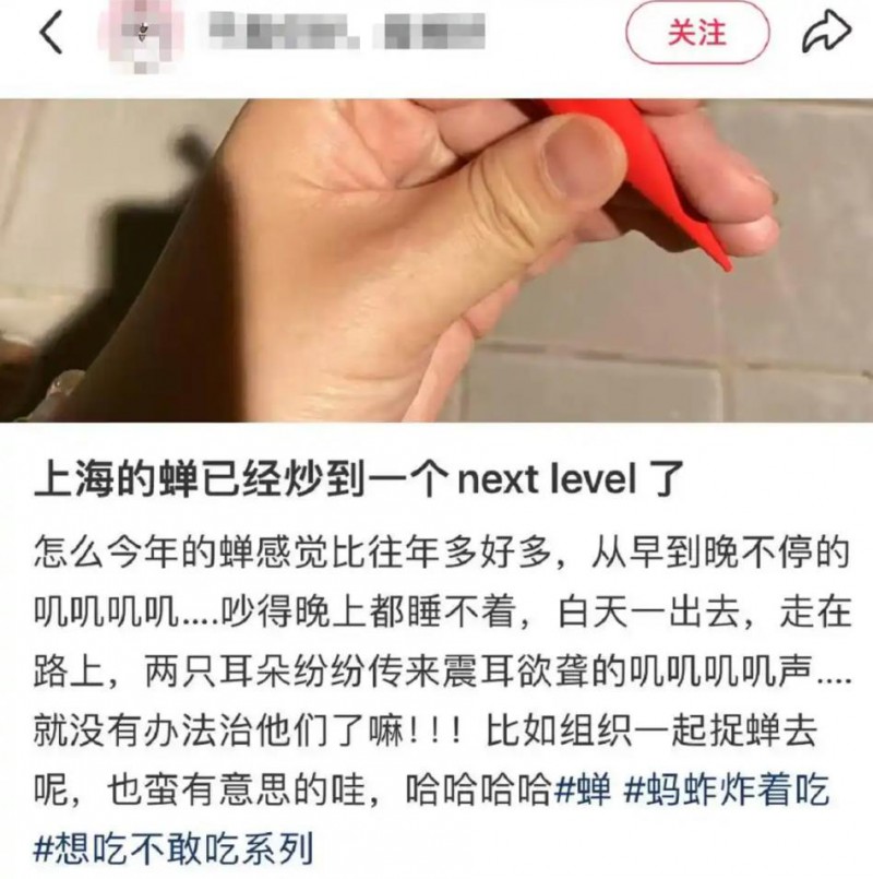 上海市民崩溃:今年的蝉为啥这么多