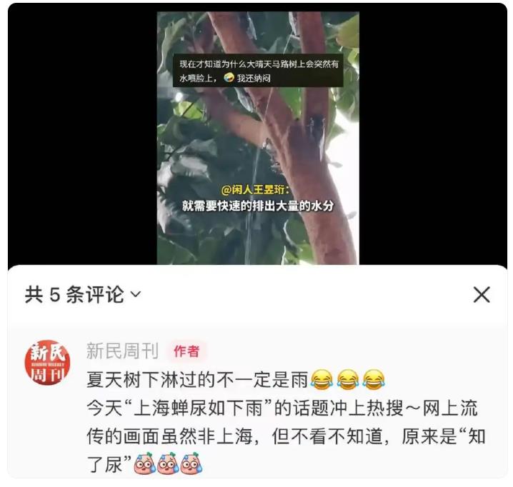 上海市民崩溃:今年的蝉为啥这么多