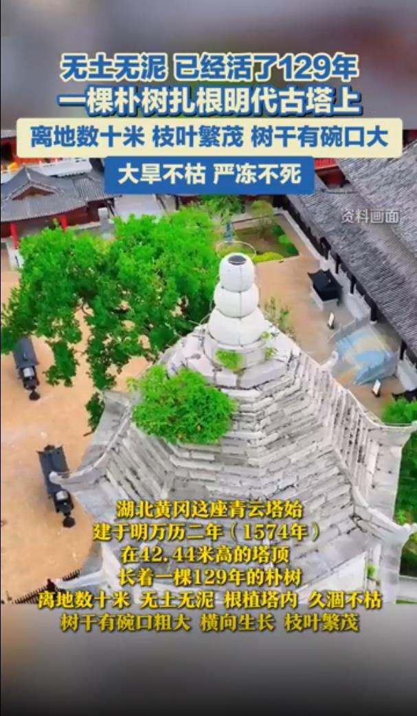湖北一明代古塔上长了一棵朴树
