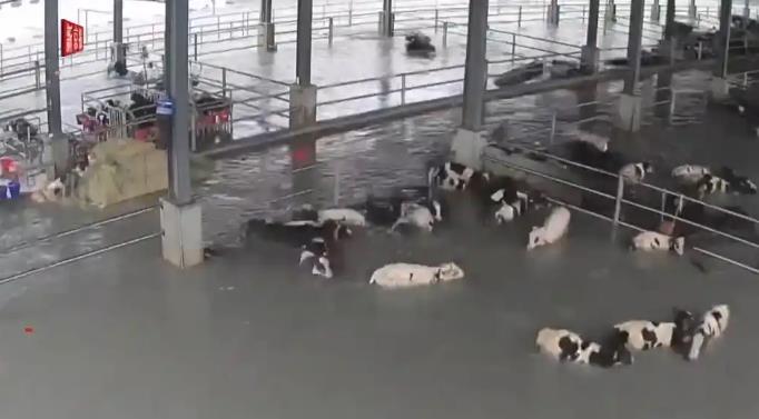 台湾120头牛被大水冲进太平洋