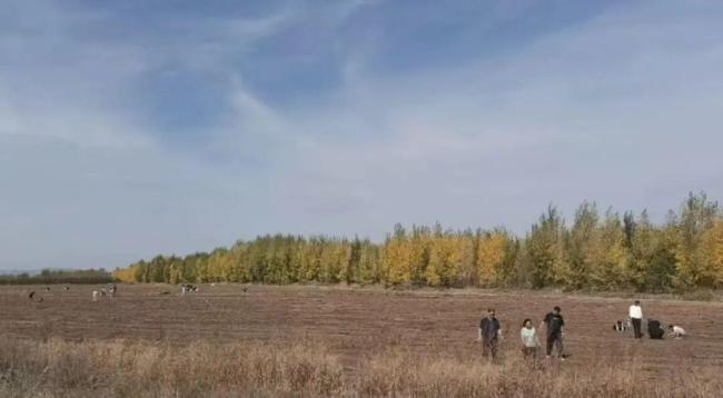 游客在内蒙古排队捡土豆 当地回应 秋收后小土豆免费捡
