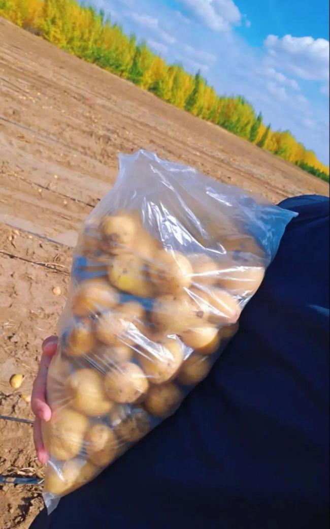 游客在内蒙古排队捡土豆 当地回应