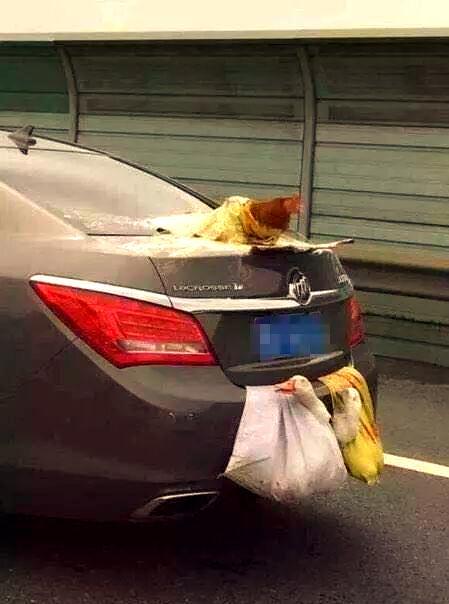 返程高速上的车尾挂满鸡鸭大鹅 安全隐患引热议