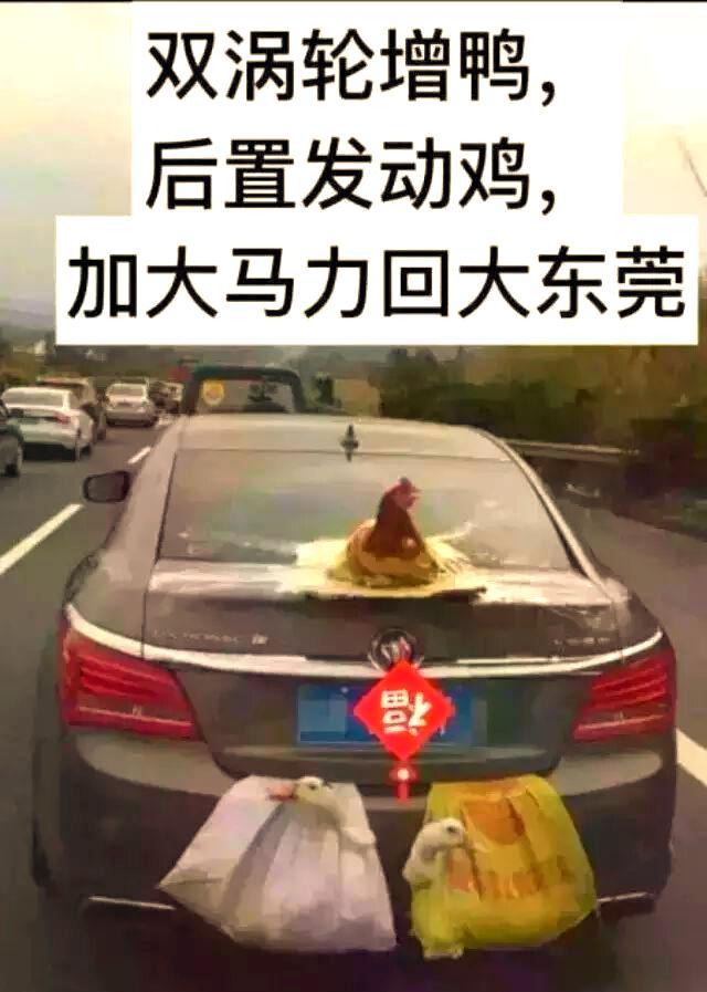返程高速上的车尾挂满鸡鸭大鹅