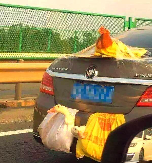 返程高速上的车尾挂满鸡鸭大鹅 安全隐患引热议