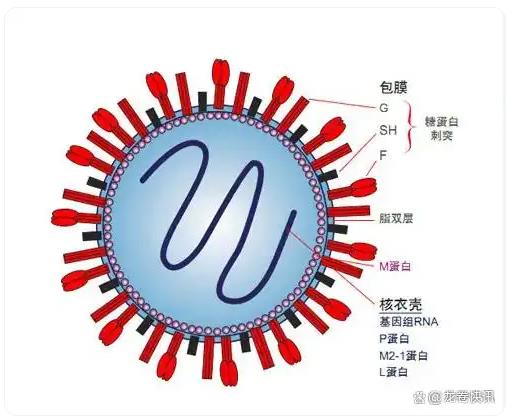 上海儿科已开始排队 合胞病毒频发