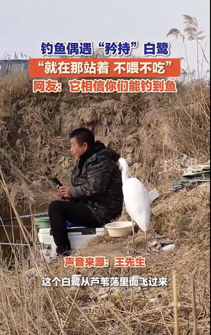 男子钓鱼偶遇&ldquo;矜持&rdquo;白鹭