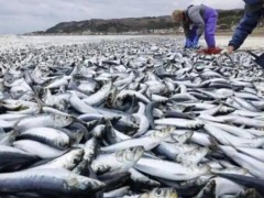 日本强震前2000条沙丁鱼搁浅北海道 是预兆还是巧合?(图)