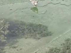 起猛了 看见一只鸟在潜水捕鱼 网友:是河乌 鸣禽中的“潜水健将”!(图)