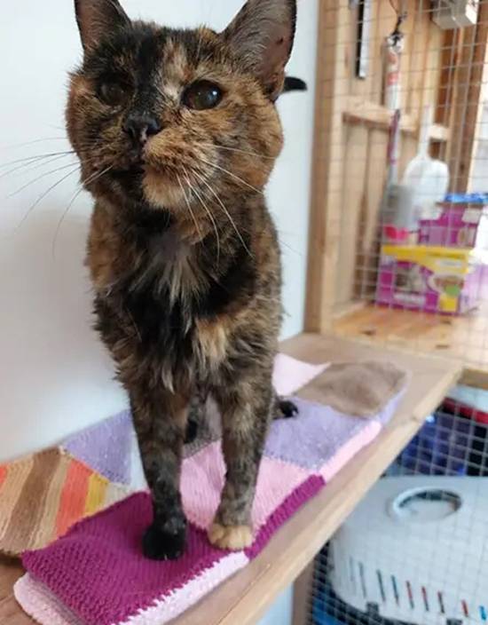 世界最长寿猫咪30岁了 