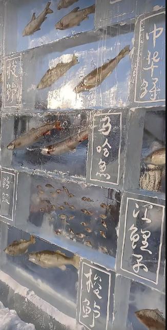 黑龙江景区现3米高&ldquo;冰封鱼墙&rdquo;