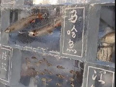 黑龙江景区现3米高“冰封鱼墙”,去年这些鱼展后还被竞拍!