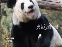 丫丫回国两年多已判若两熊，对比照曝光引发网友泪目！