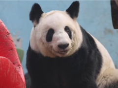 熊猫丫丫回国两年妥妥幸福胖 引起网友热议!